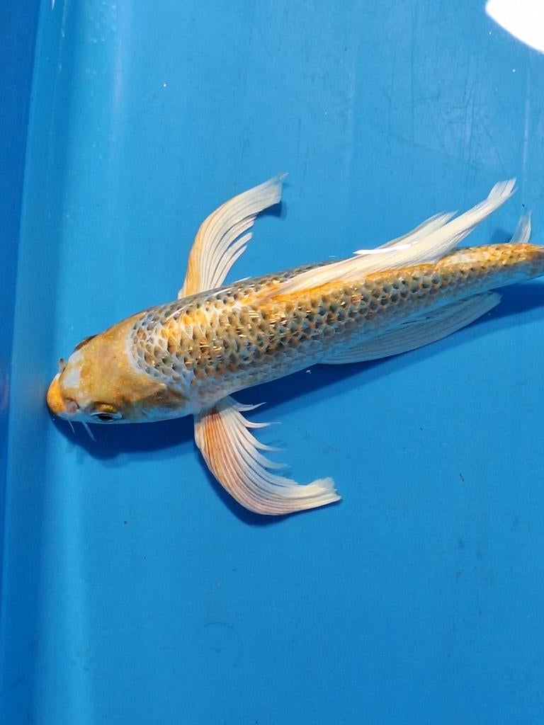 Koikarper butterfly, Dieren en Toebehoren, Karper of Koi