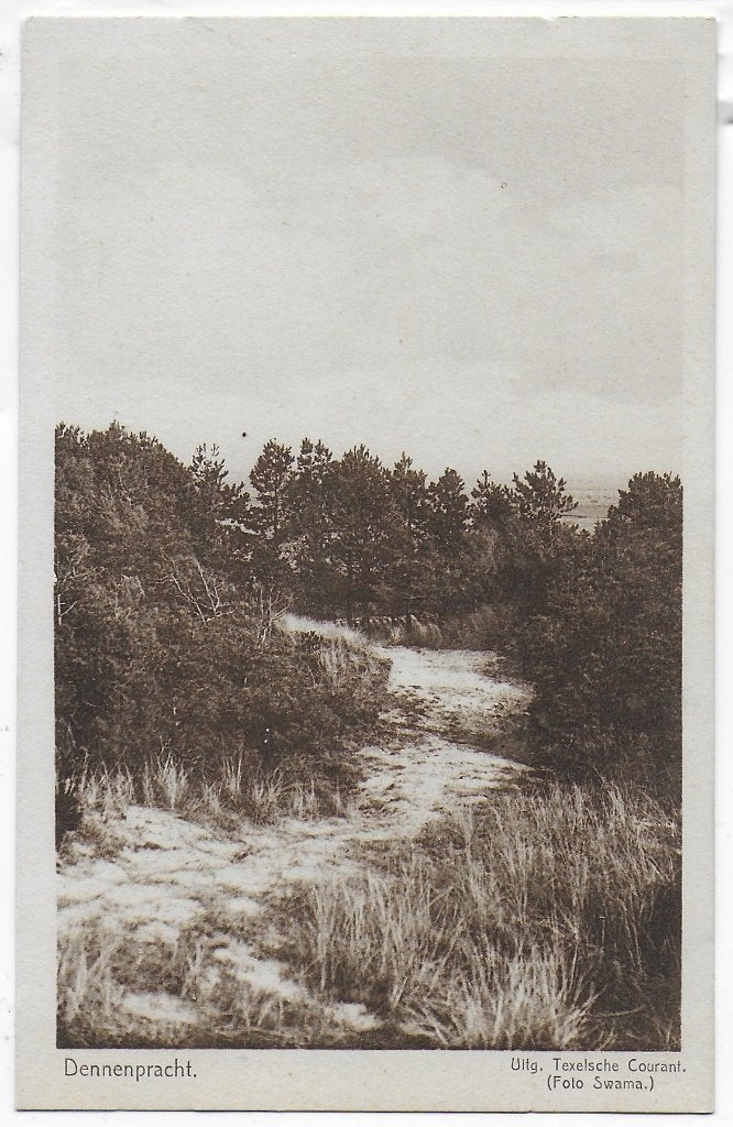 Texel Dennenpracht oude ongelopen ansichtkaart (B2291, Ophalen of Verzenden, 1980 tot heden, Ongelopen, Waddeneilanden