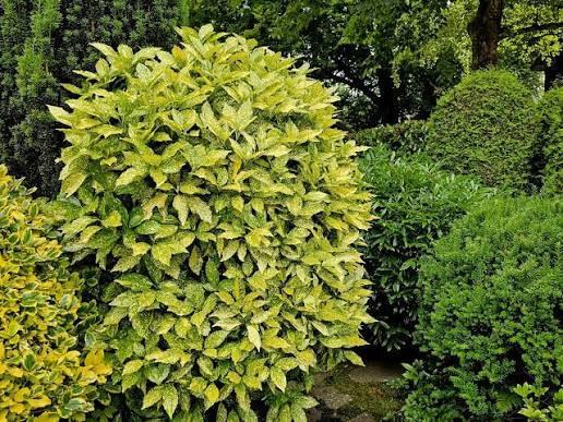 Japanse Broodboom of Aucuba Japonica, Tuin en Terras, Ophalen, Vaste plant, Overige soorten, Halfschaduw