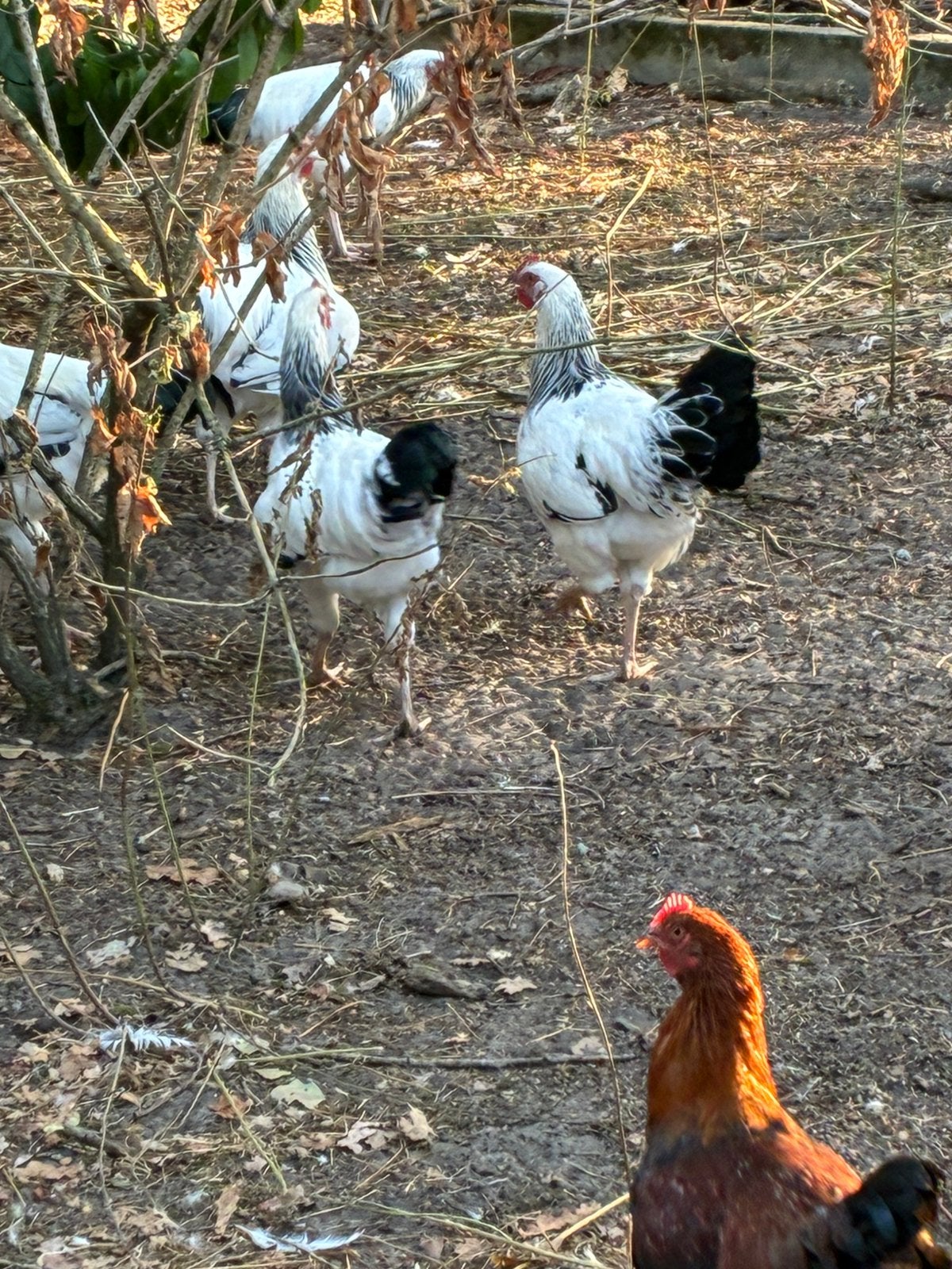 Hanen Sussex, Dieren en Toebehoren, Mannelijk, Kip
