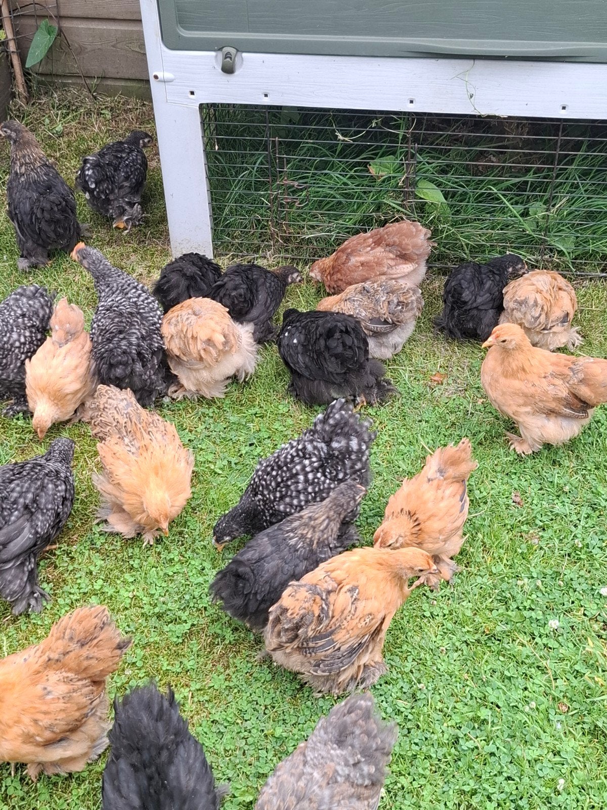 Mooie  cochin  kriel hennen. Zijn gesekst, Dieren en Toebehoren, Pluimvee, Vrouwelijk, Kip