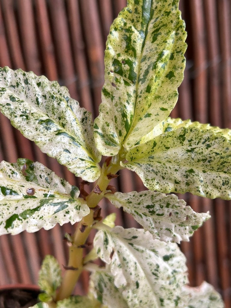 Pellionia Repens Variegata 🪴, Ophalen of Verzenden, In pot, Halfschaduw, Minder dan 100 cm