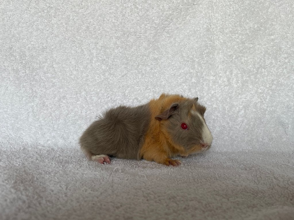 Lilac-saffraan-wit peruvian cavia beertje, Dieren en Toebehoren, Knaagdieren, Mei, Mannelijk, Cavia