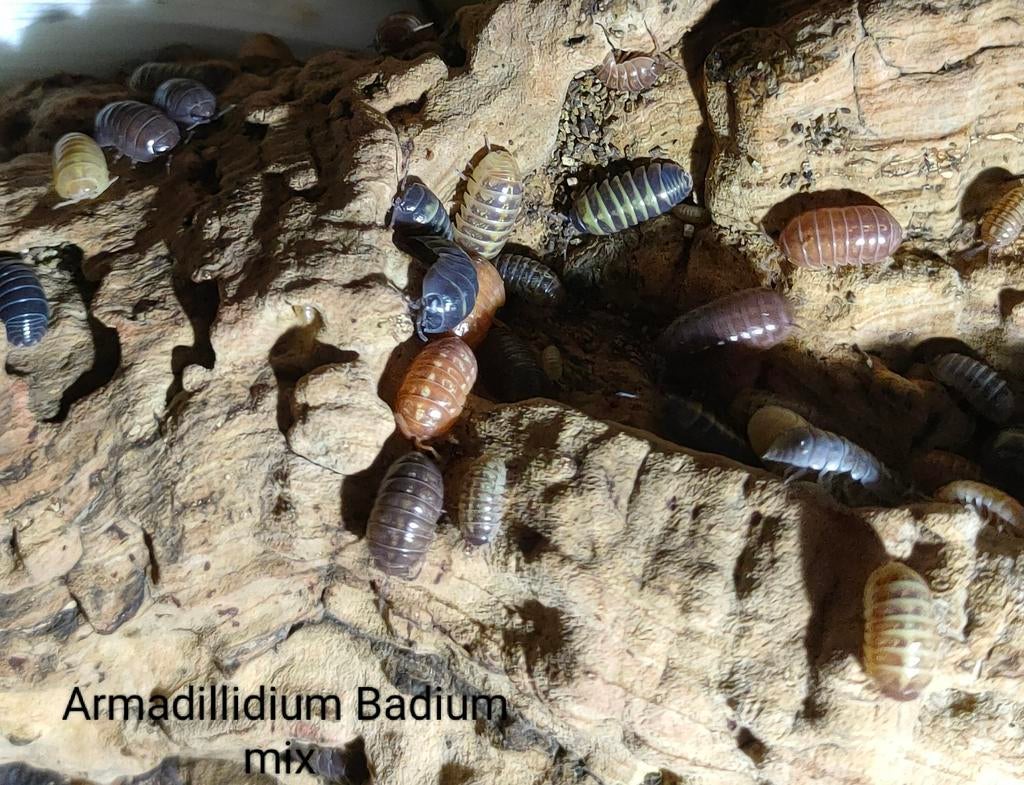 Armadillidium Badium mix, Dieren en Toebehoren, Overige soorten