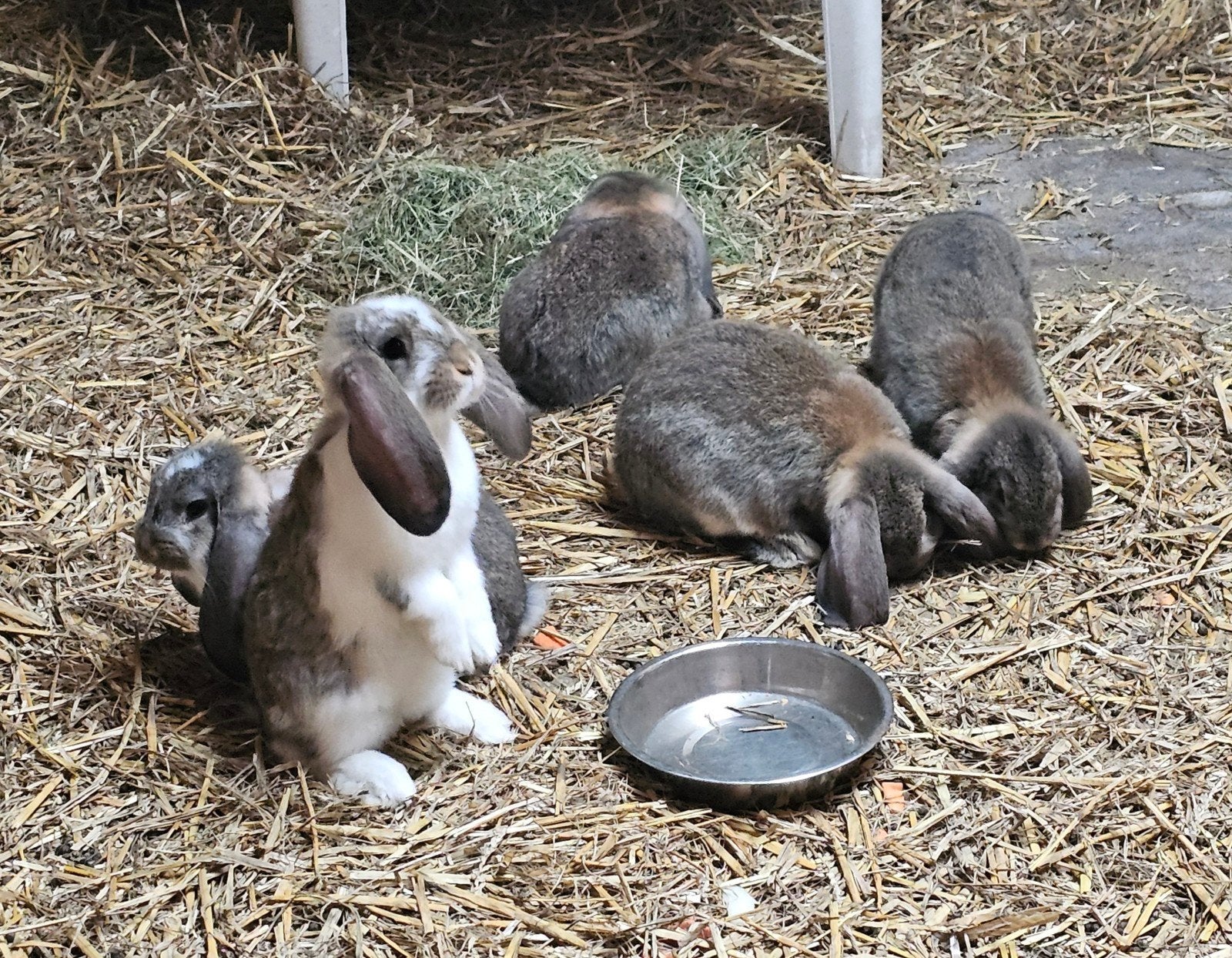 PRACHTIGE FRANSE HANGOOR KONIJNEN, Dieren en Toebehoren, Konijnen, Vrouwelijk, Groot, Hangoor