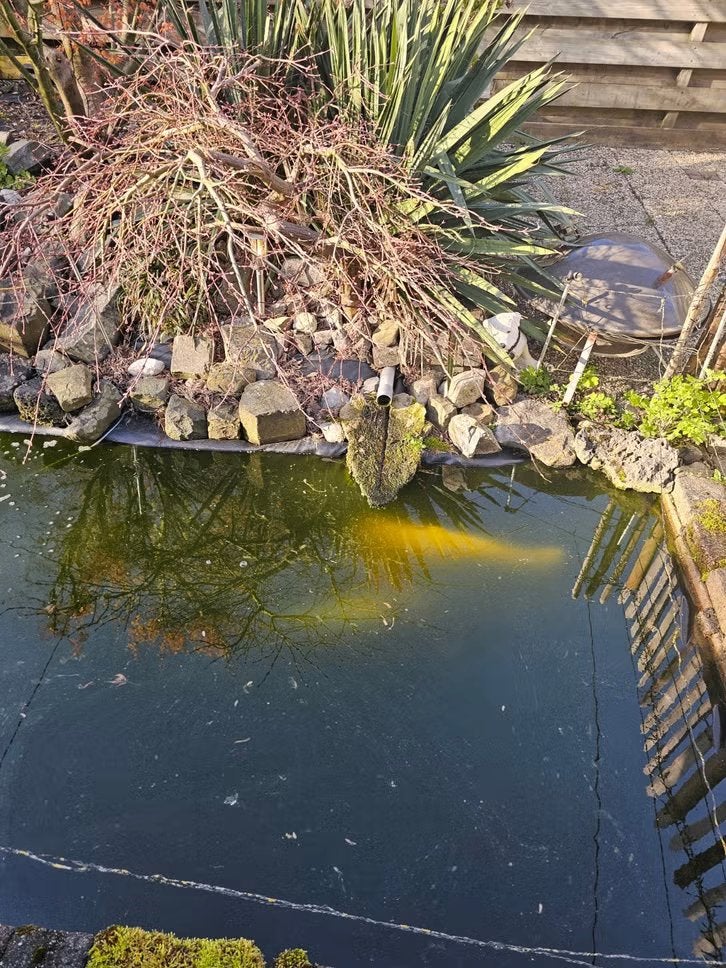 Koi fish (Successfully rehomed), Karper of Koi