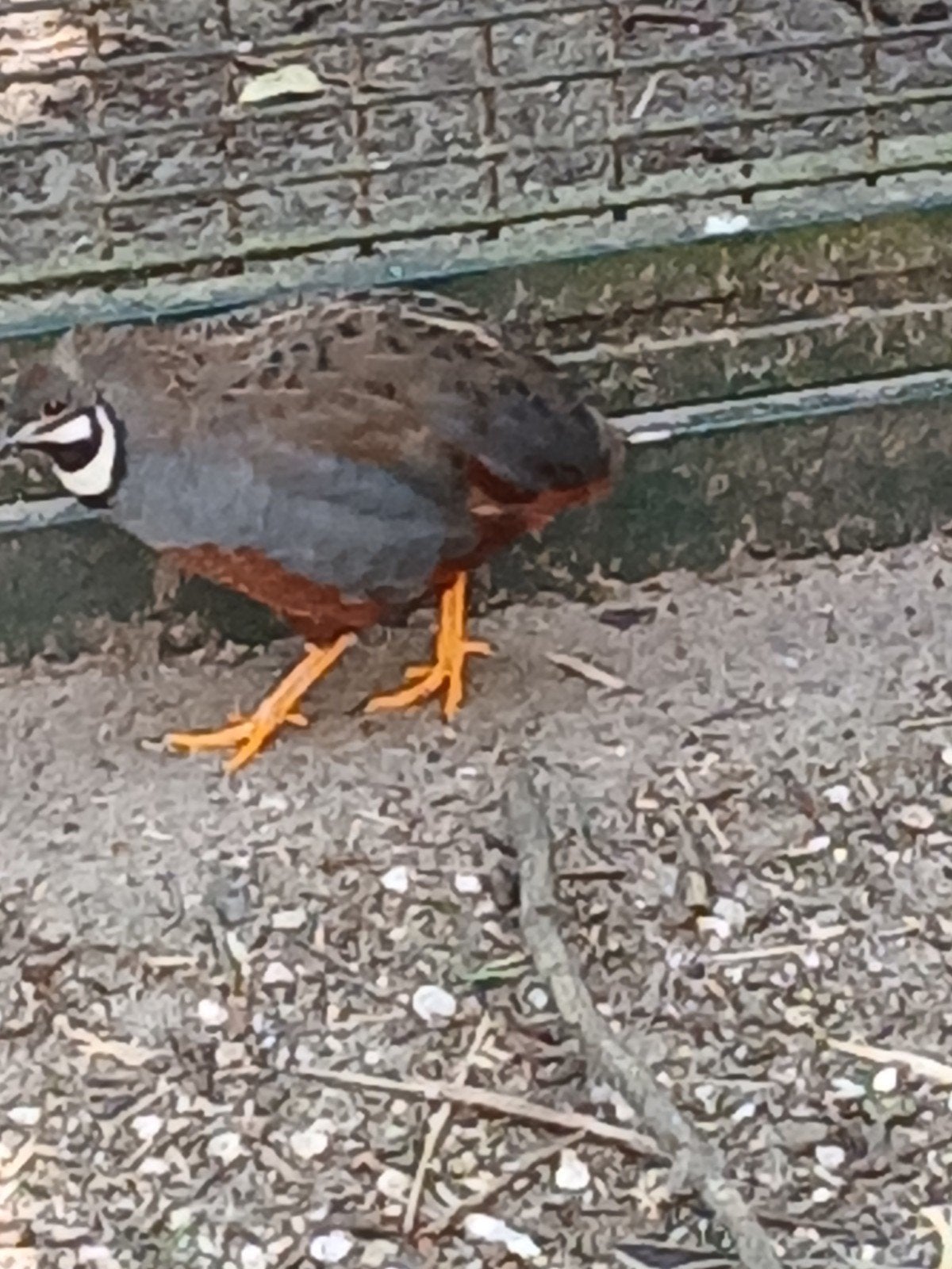 Chinese dwergkwartel haan, Dieren en Toebehoren, Mannelijk