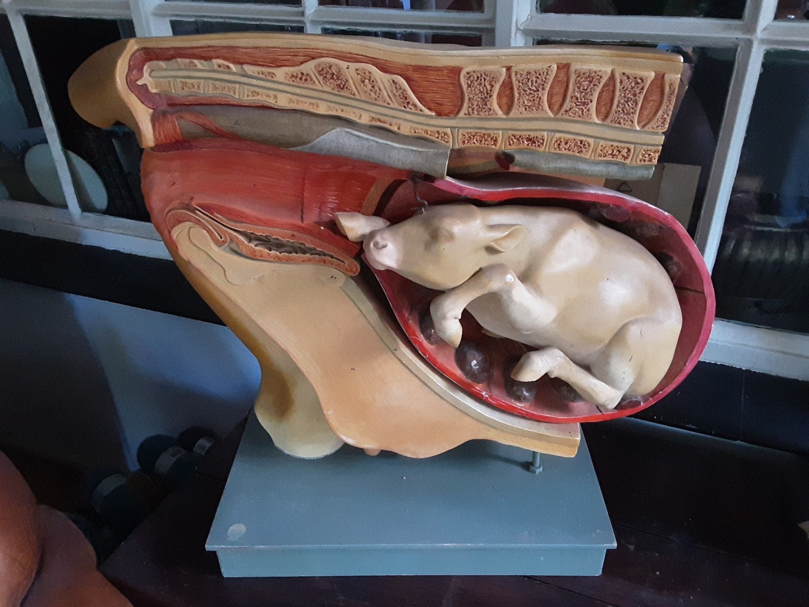 antiek anatomisch model koe met kalf ,groot, Ophalen