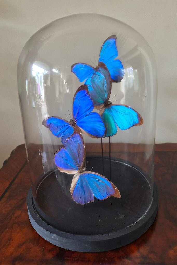 Vlinders in Stolp Taxidermie, Verzamelen, Ophalen of Verzenden, Zo goed als nieuw, Insect, Opgezet dier
