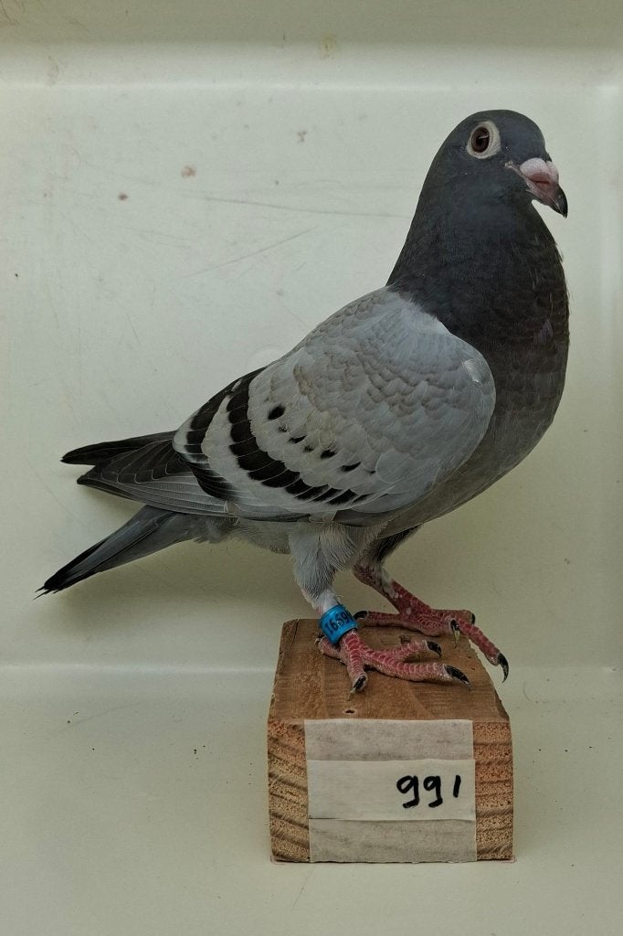 Te koop jonge duif uit "Thunder" (991), Dieren en Toebehoren, Vogels | Duiven, Geslacht onbekend, Postduif