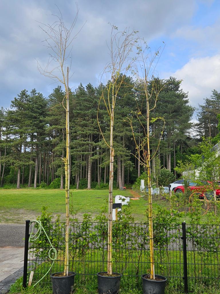 3 Treurwilgen - Circa 3.5 meter hoog, Tuin en Terras, Planten | Bomen, Bloeit niet, Treurboom, 250 tot 400 cm, Ophalen