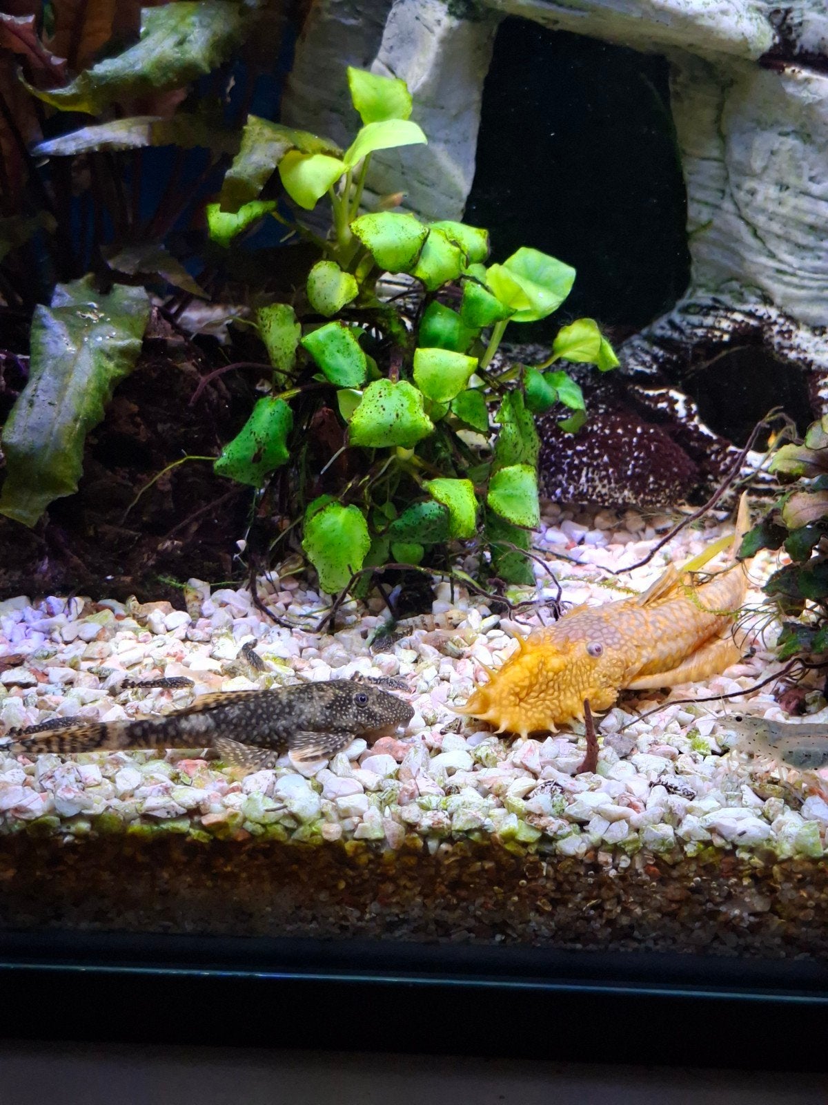 baby ancistrus algeneters, Dieren en Toebehoren, Vissen | Aquariumvissen, Overige typen, Zoetwatervis