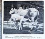 Artis 1917; brahmin-zebu met kalf nieuwe aanwinst, Verzenden, Voor 1940, Gebruikt, Dier