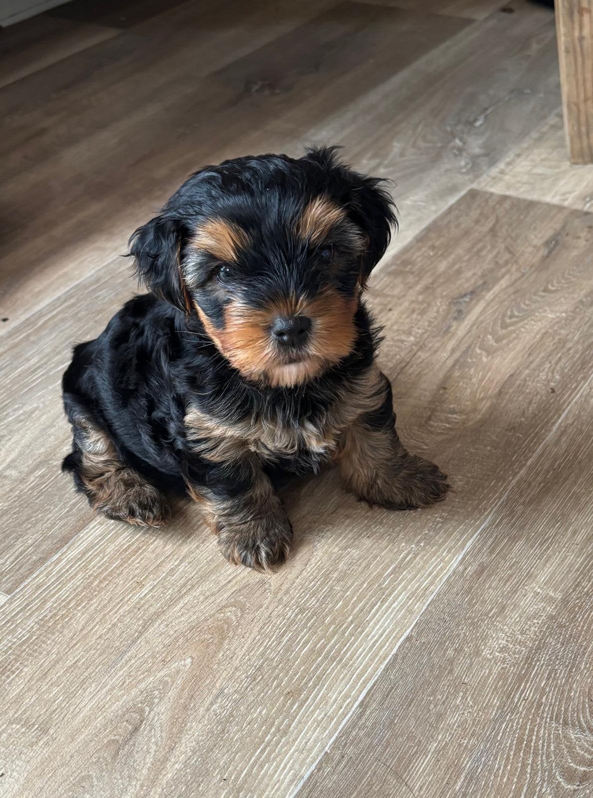 Lieve Yorkshire terriër puppies zoeken goudenmand, 8 tot 15 weken, Meerdere, Meerdere dieren, Klein
