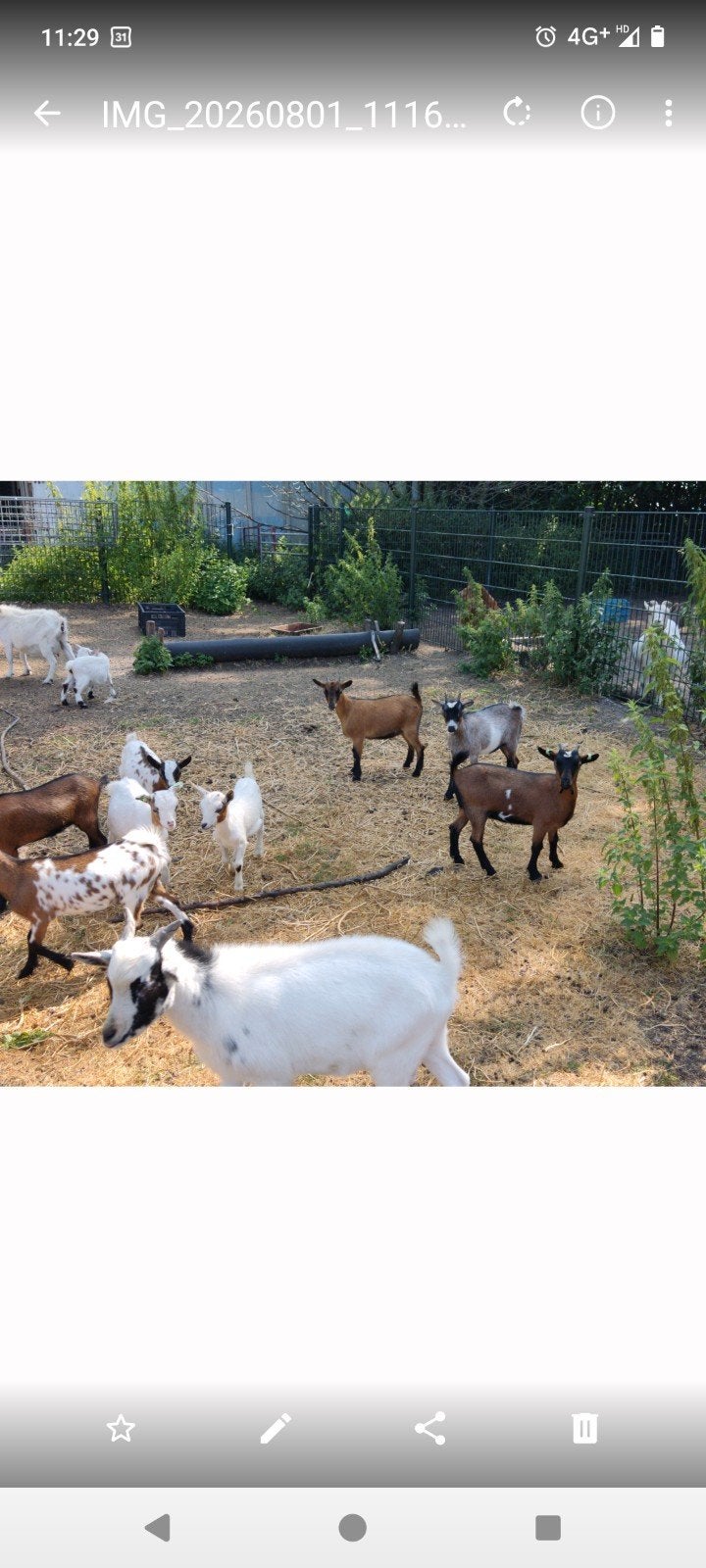 Mooie jonge dwerg geitjes, Dieren en Toebehoren, Vrouwelijk, Geit, 0 tot 2 jaar
