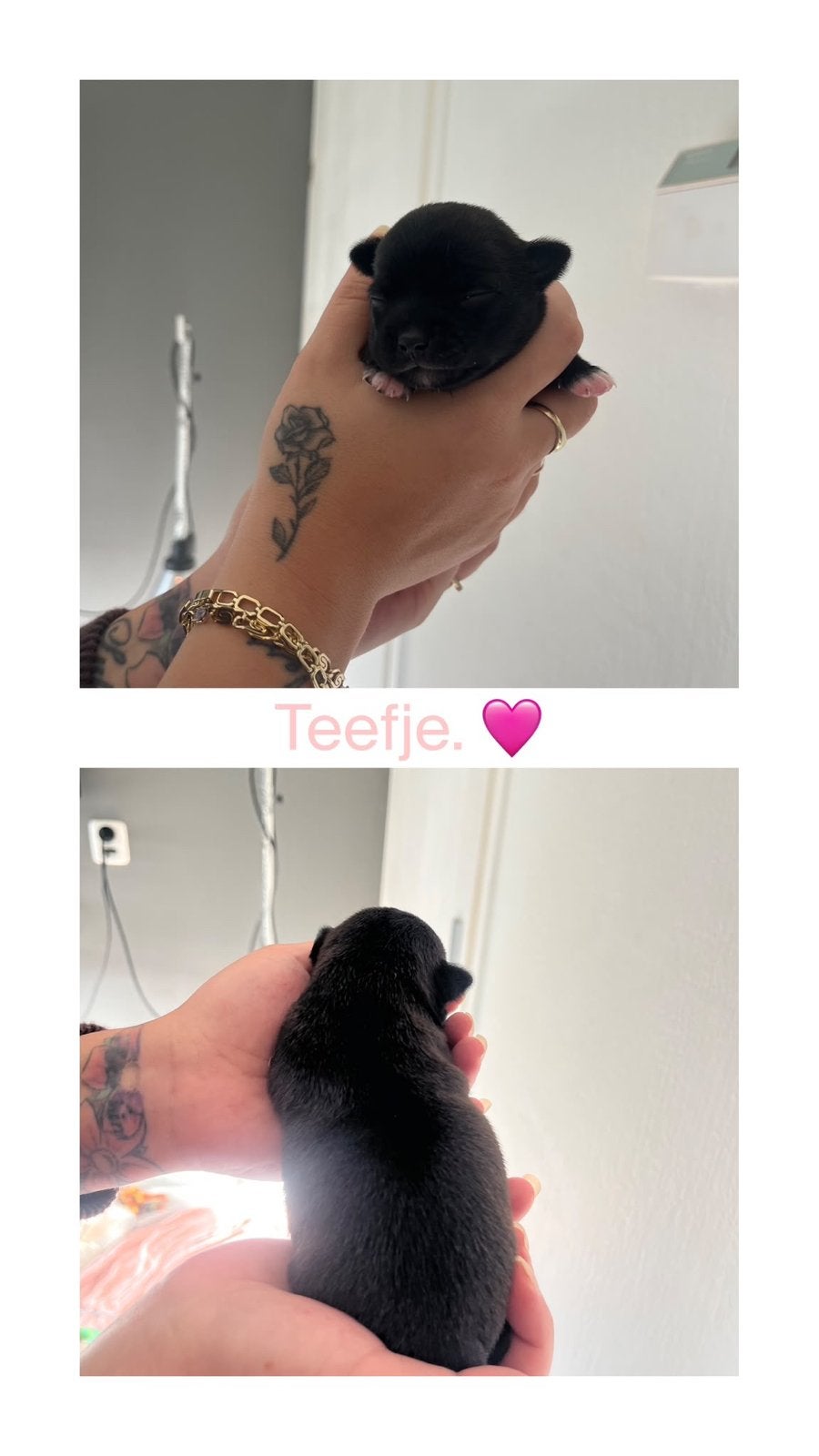 PRACHTIGE CHIHUAHUA PUPS, 8 tot 15 weken, Teef, Meerdere, Chihuahua