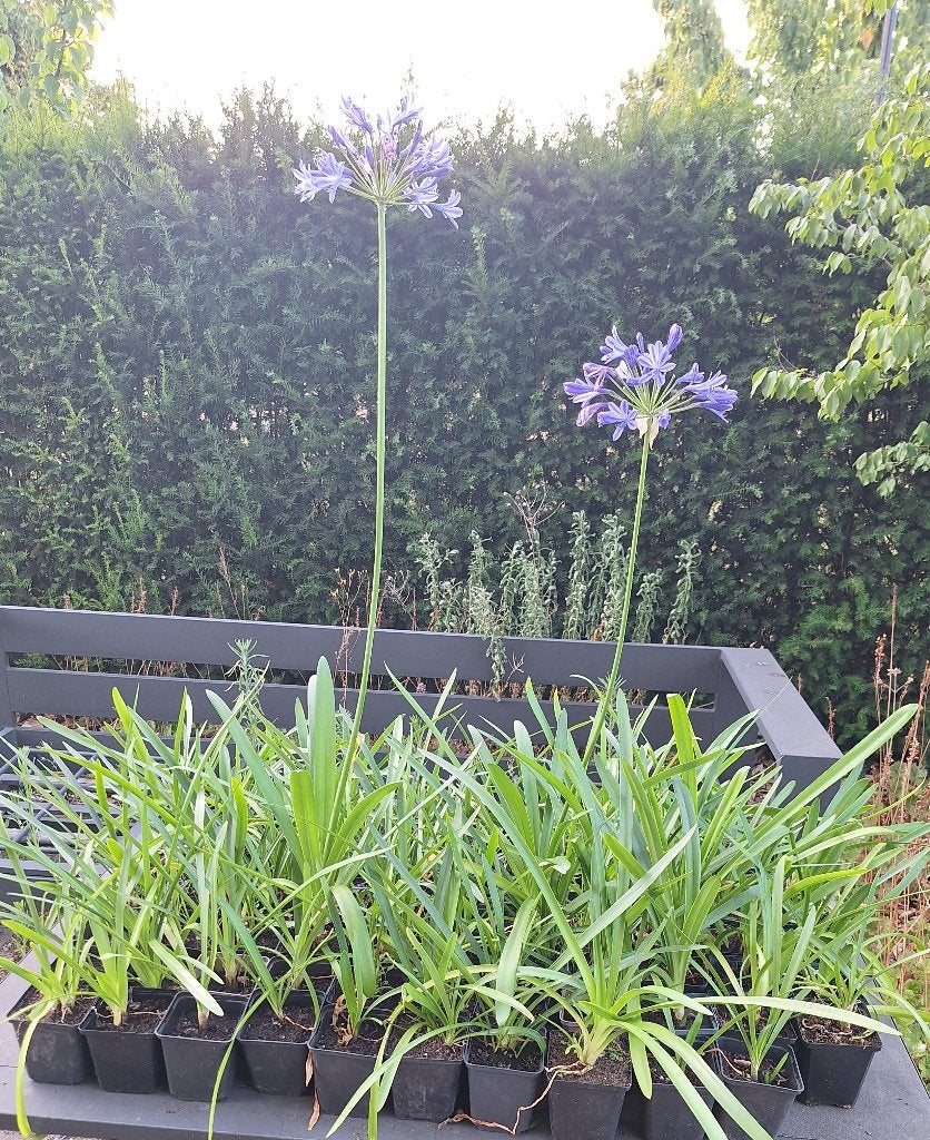 agapanthus zaailingen, Volle zon, Vaste plant, Zomer, Ophalen