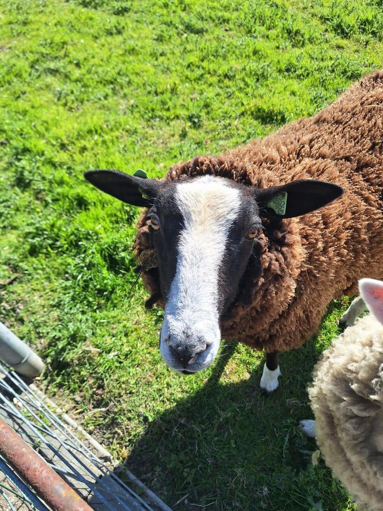Zwartbles dekram te ruil, Dieren en Toebehoren, Mannelijk, Schaap