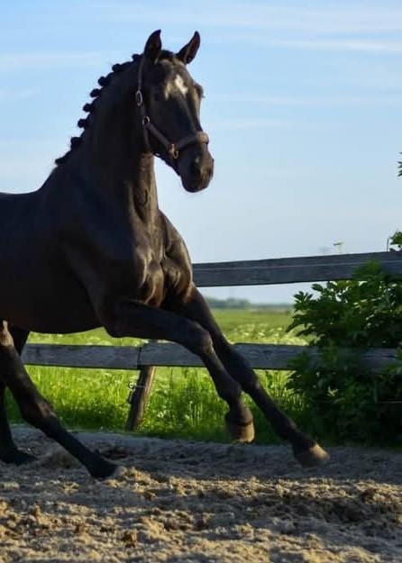 Foto 6 van STAL LUXOR/Aankoop begeleiding bij uw paard