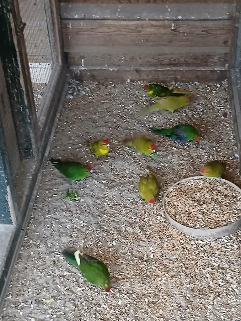 Te koop broedrijpe kakarikies, Meerdere dieren, Parkiet