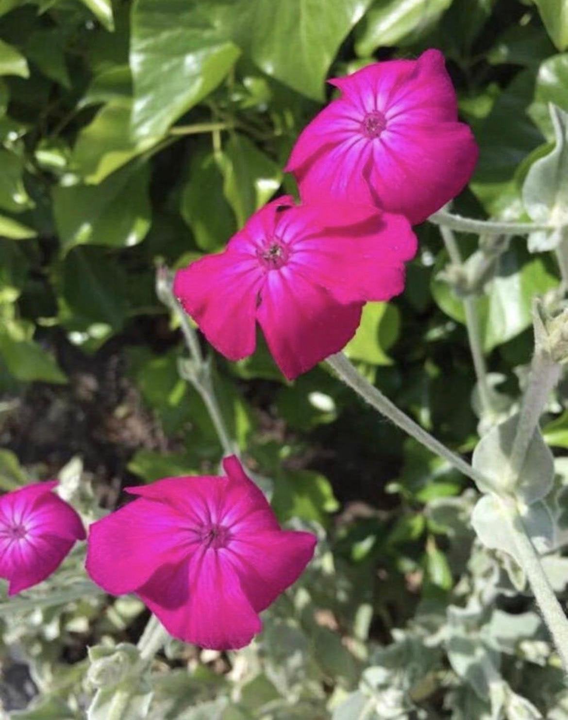 Bio Prikneus Lychnis Coronaria Koekoeksbloem - Vaste Plant, Ophalen of Verzenden, Volle zon