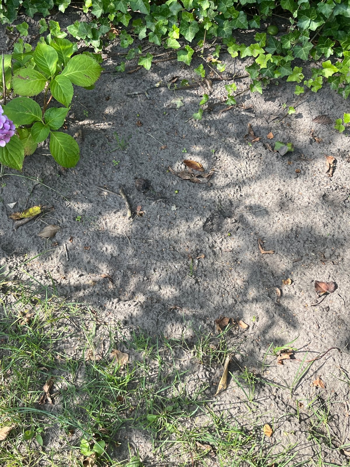 25m3 zwarte grond / gele grond - Vervoer bespreekbaar, Tuin en Terras, Zand, Ophalen, Gebruikt, Overige typen