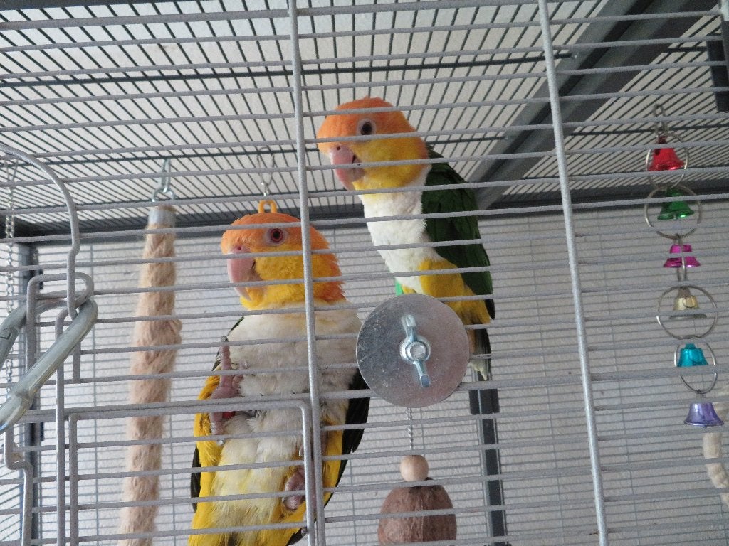 2 jonge koppels handtamme zwart/roestkop Caiques, Dieren en Toebehoren, Meerdere dieren, Papegaai, Geringd