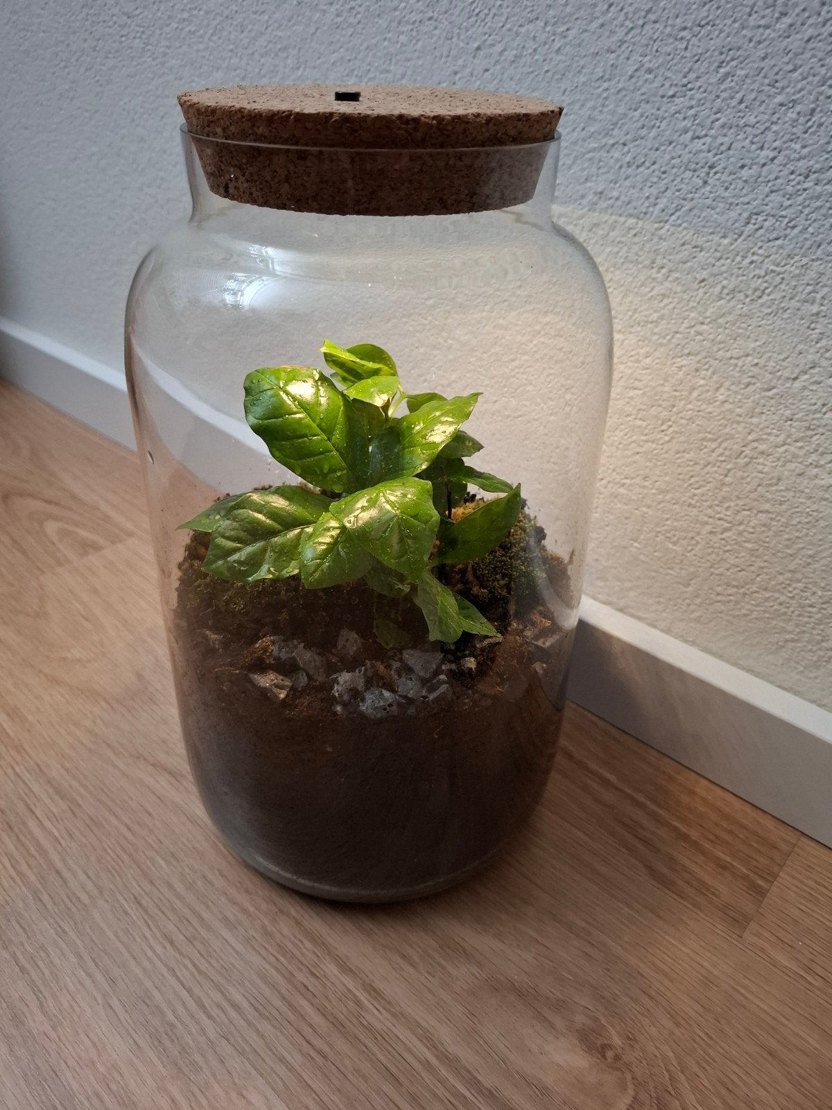 Ecosysteem glas met kurkdeksel met verlichting, Ophalen, Minder dan 100 cm