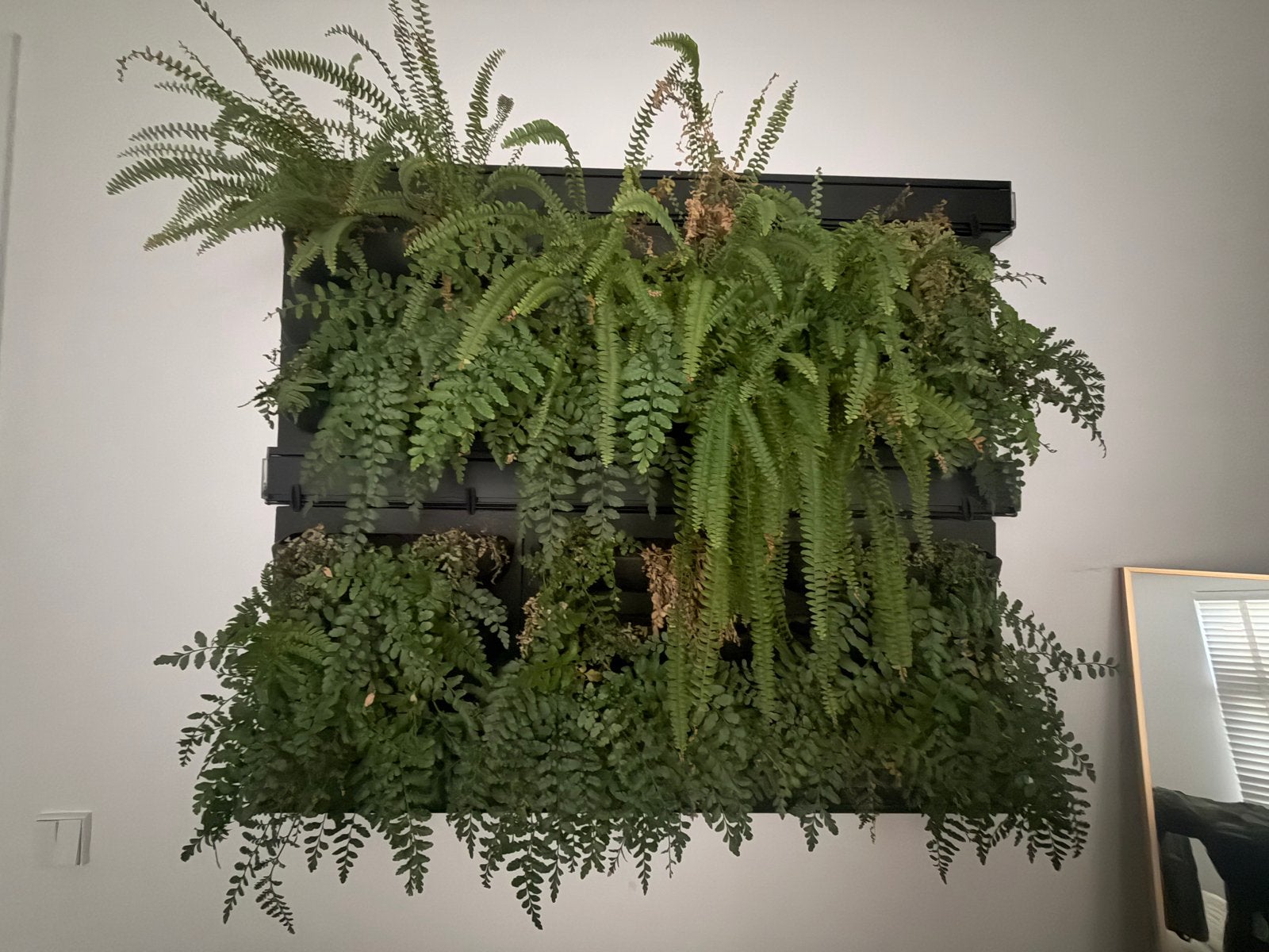 Verticale plantenwand - Compleet Systeem, Ophalen, Vaste plant, Varens, Bloeit niet