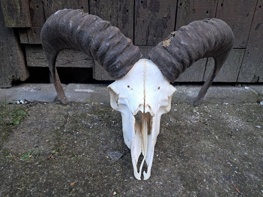 Moeflon ram schedel.  Decoratie, mancave, jacht, landelijk, Ophalen of Verzenden, Gebruikt, Wild dier, Schedel