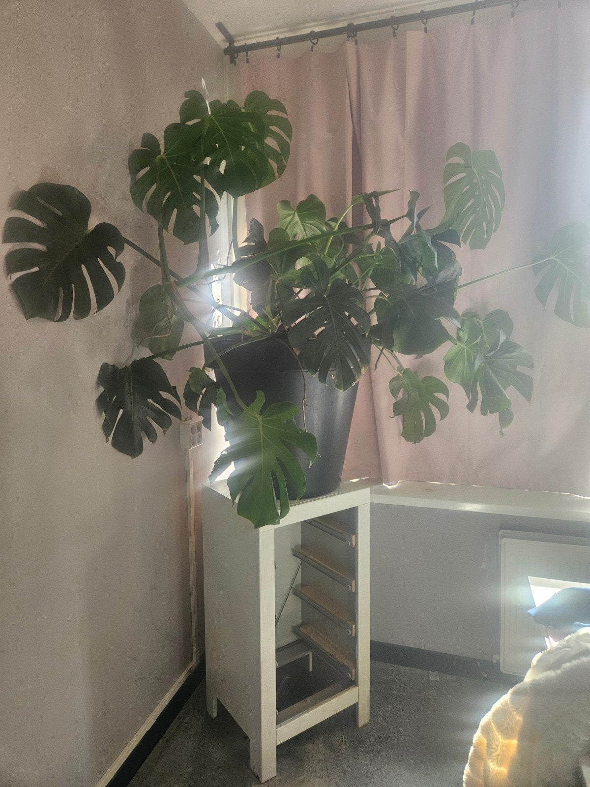 prachtige plant, Huis en Inrichting, Woonaccessoires | Zuilen en Pilaren, Ophalen, Gebruikt