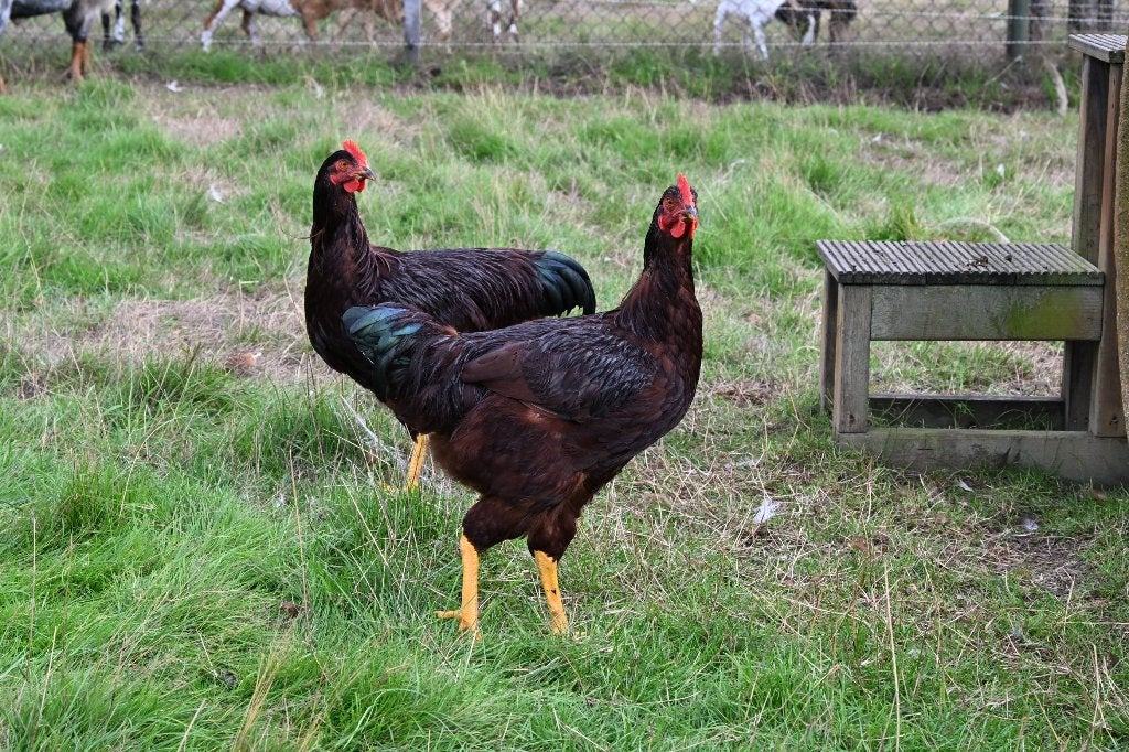 rhode red island hanen 2026, Dieren en Toebehoren, Mannelijk, Kip