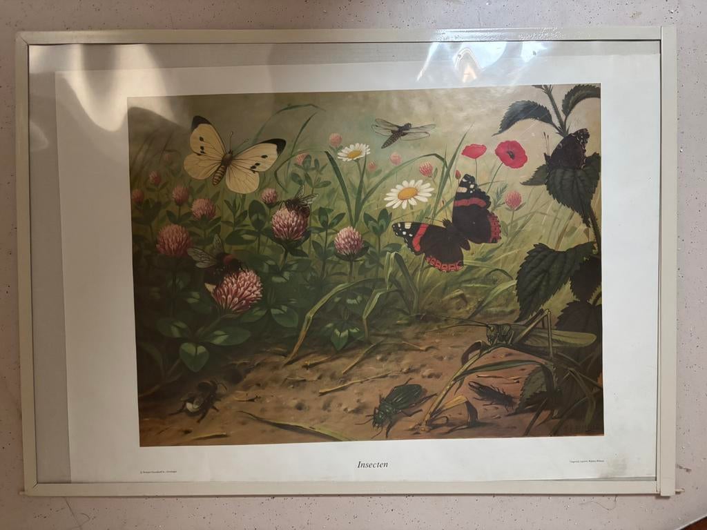 Oude schoolplaat, Antiek en Kunst, Ophalen of Verzenden