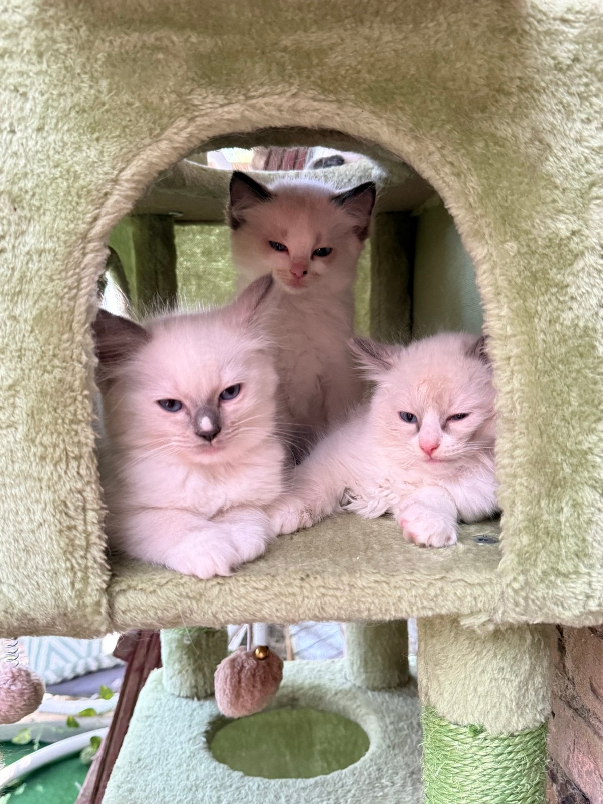 Lieve Ragdoll kittens, Dieren en Toebehoren, Katten en Kittens | Raskatten | Langhaar, Kater, Gechipt