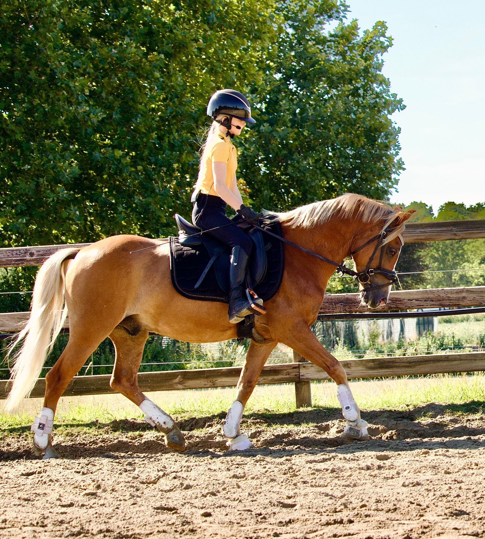 Bloedemooie New Forest pony, Met stamboom, Ruin, Dressuurpony, M