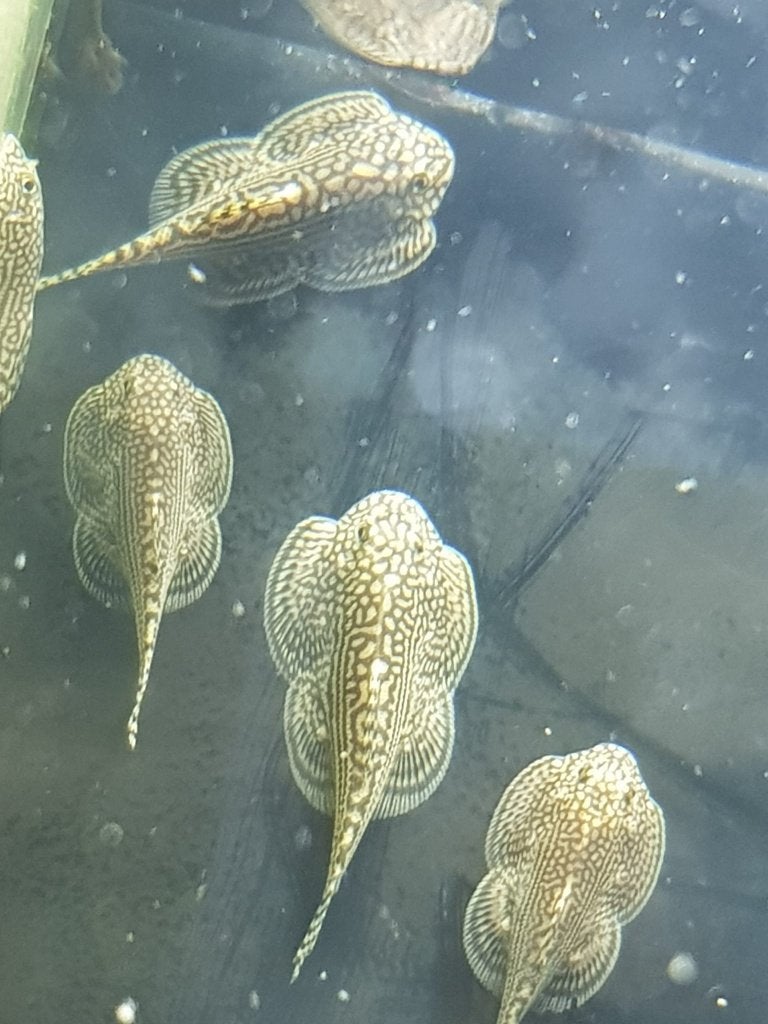 Hobbyaquarium  Sewellia Lineolata Tijger Gastromyson, Vis, Zoetwatervis, Schoolvis