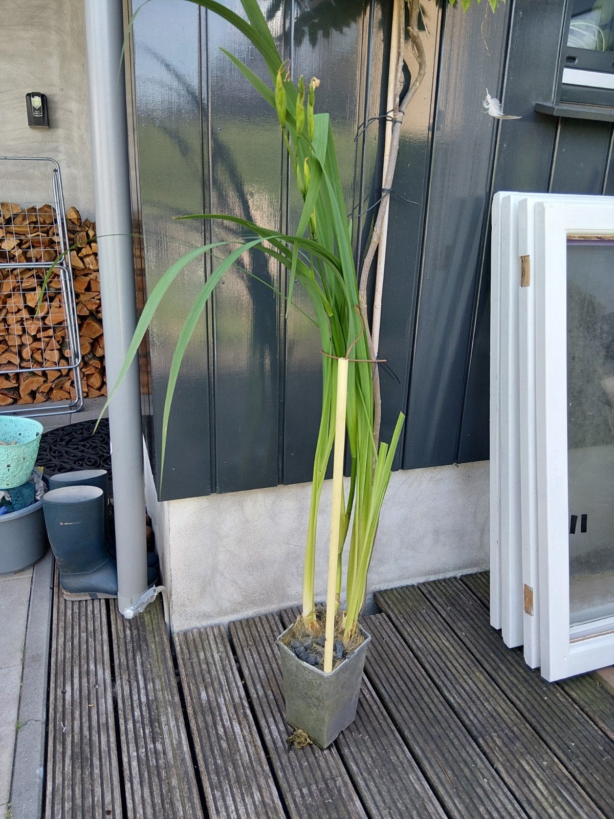 Gele lis - Iris pseudacorus, Ophalen