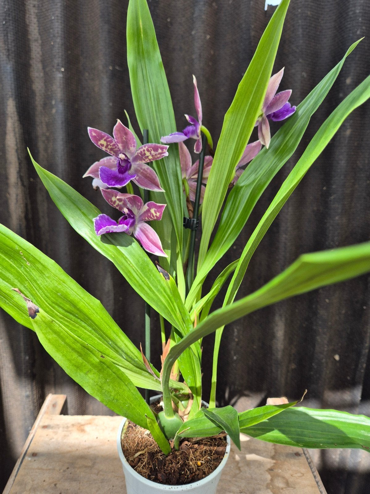 Orchidee Zygopetalum 'Trozy Blue' p12 (2)