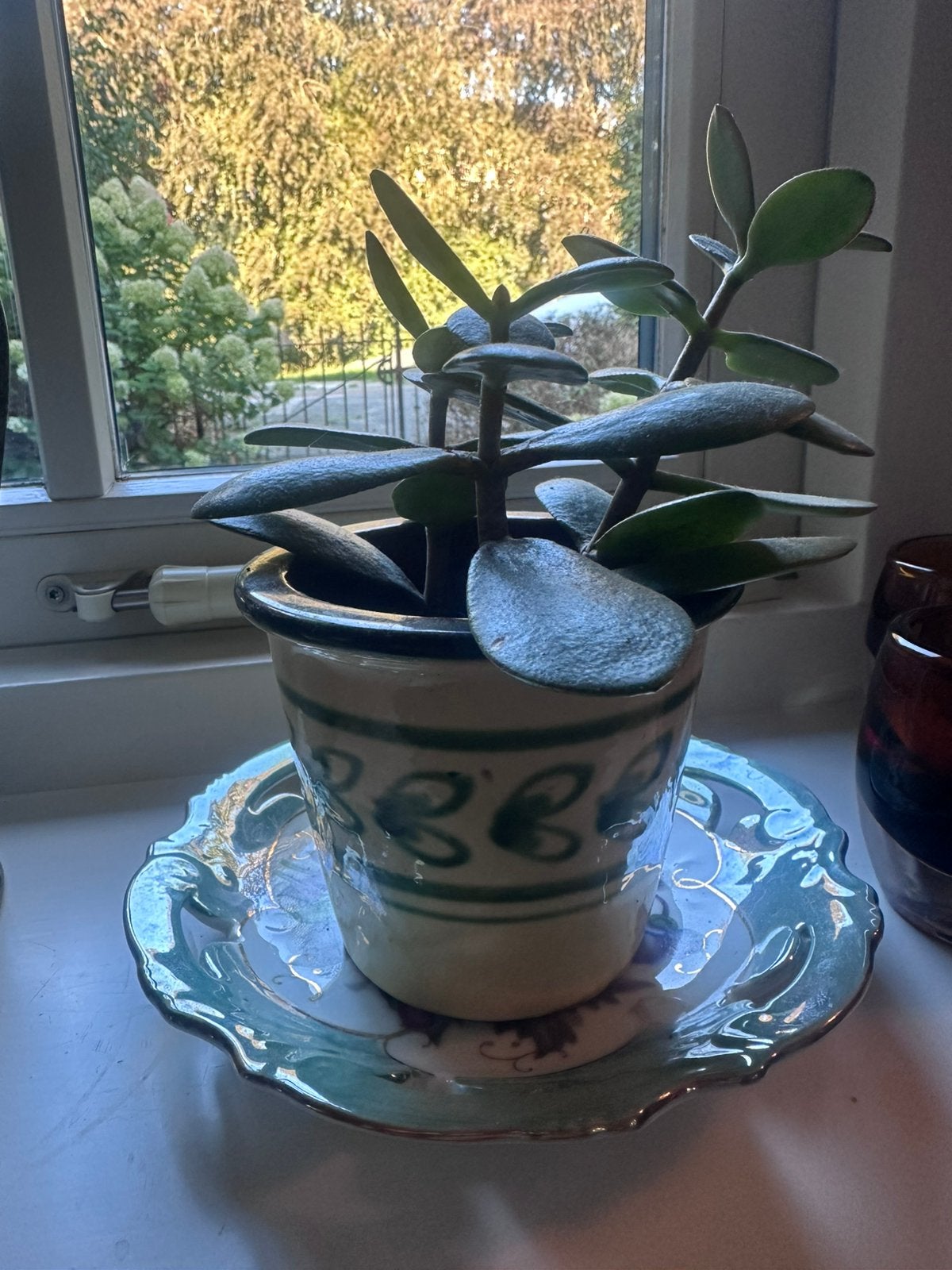 Geldboompje ( Crassula ) in retro potje, Ophalen, Vetplant, In pot, Minder dan 100 cm