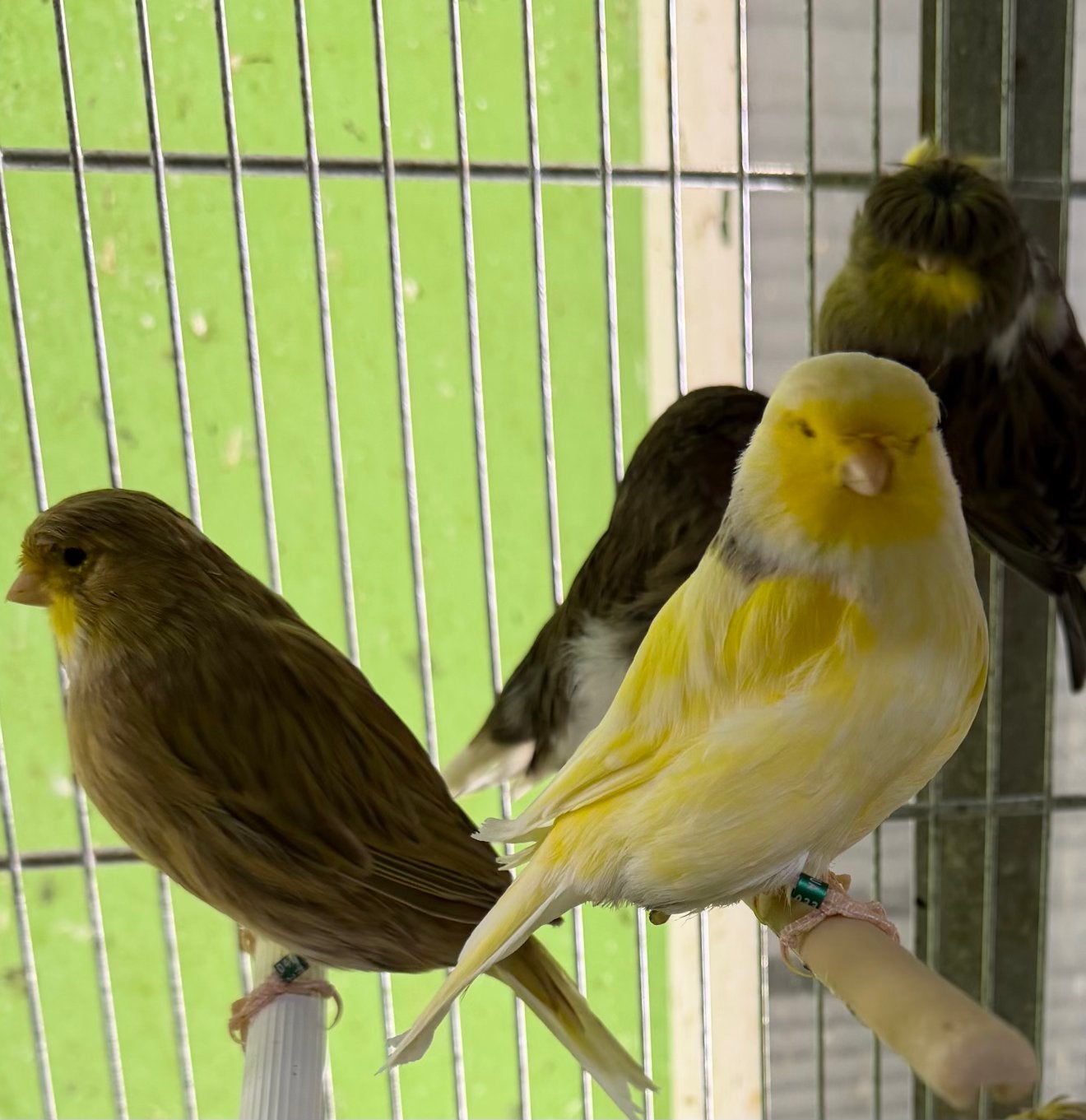 Gloster Kanaries, Dieren en Toebehoren, Meerdere dieren, Kleurkanarie