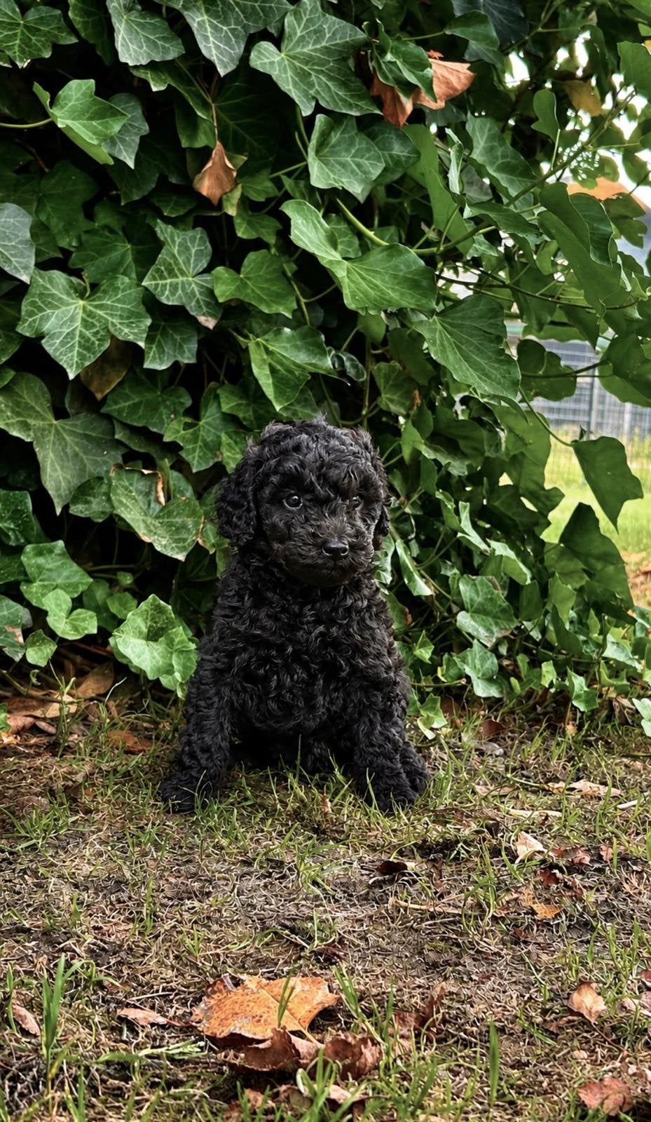 Labradoodle mini, Dieren en Toebehoren, Honden | Retrievers, Spaniëls en Waterhonden, Overige rassen, CDV (hondenziekte), 8 tot 15 weken