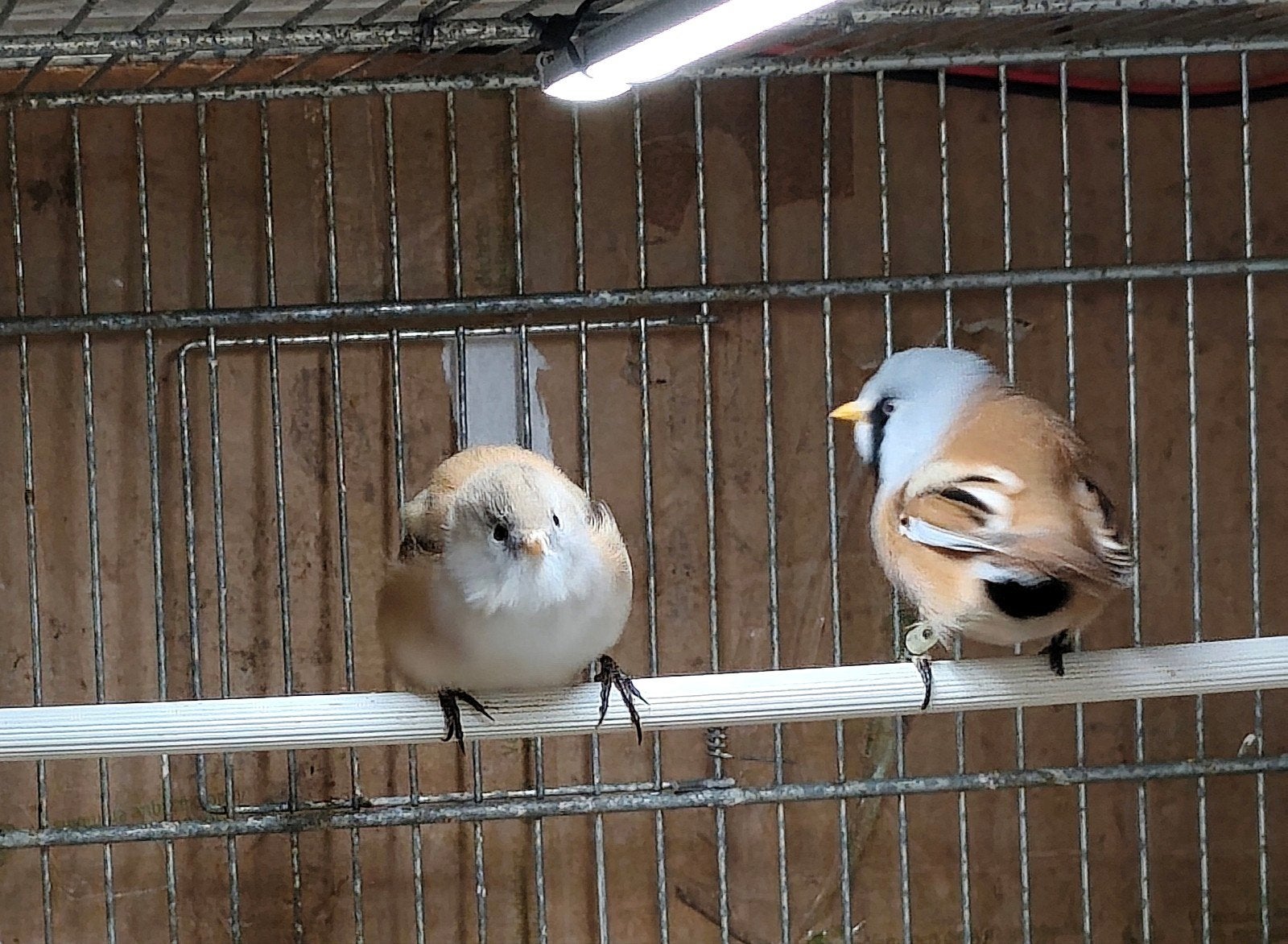 BAARDMANNETJES koppel, Meerdere dieren, Wildzangvogel, Geringd