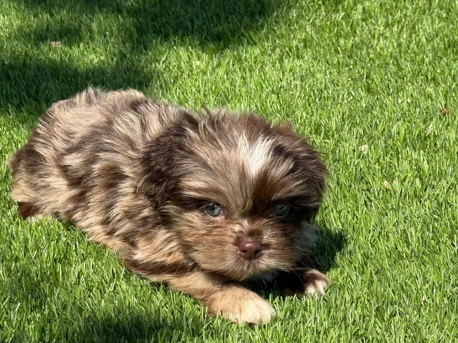 boomer pups shih tzu poedel x maltezer shihpoo maltipoo, Parvo, Nederland, Overige rassen, 8 tot 15 weken