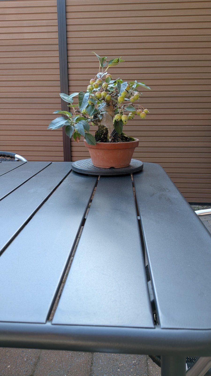Diverse bonsai te koop, Tuin en Terras, Bloeit niet, Overige soorten, Minder dan 100 cm, Ophalen