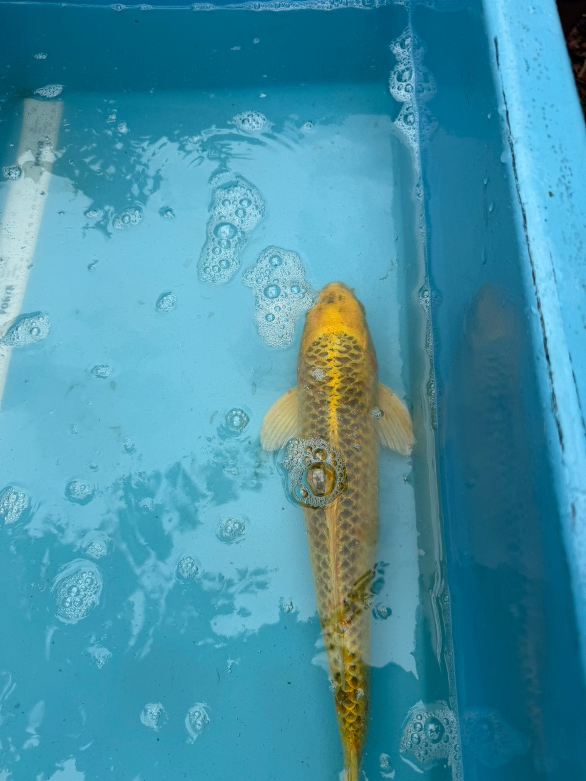 Mukashi Ogon,, Karper of Koi