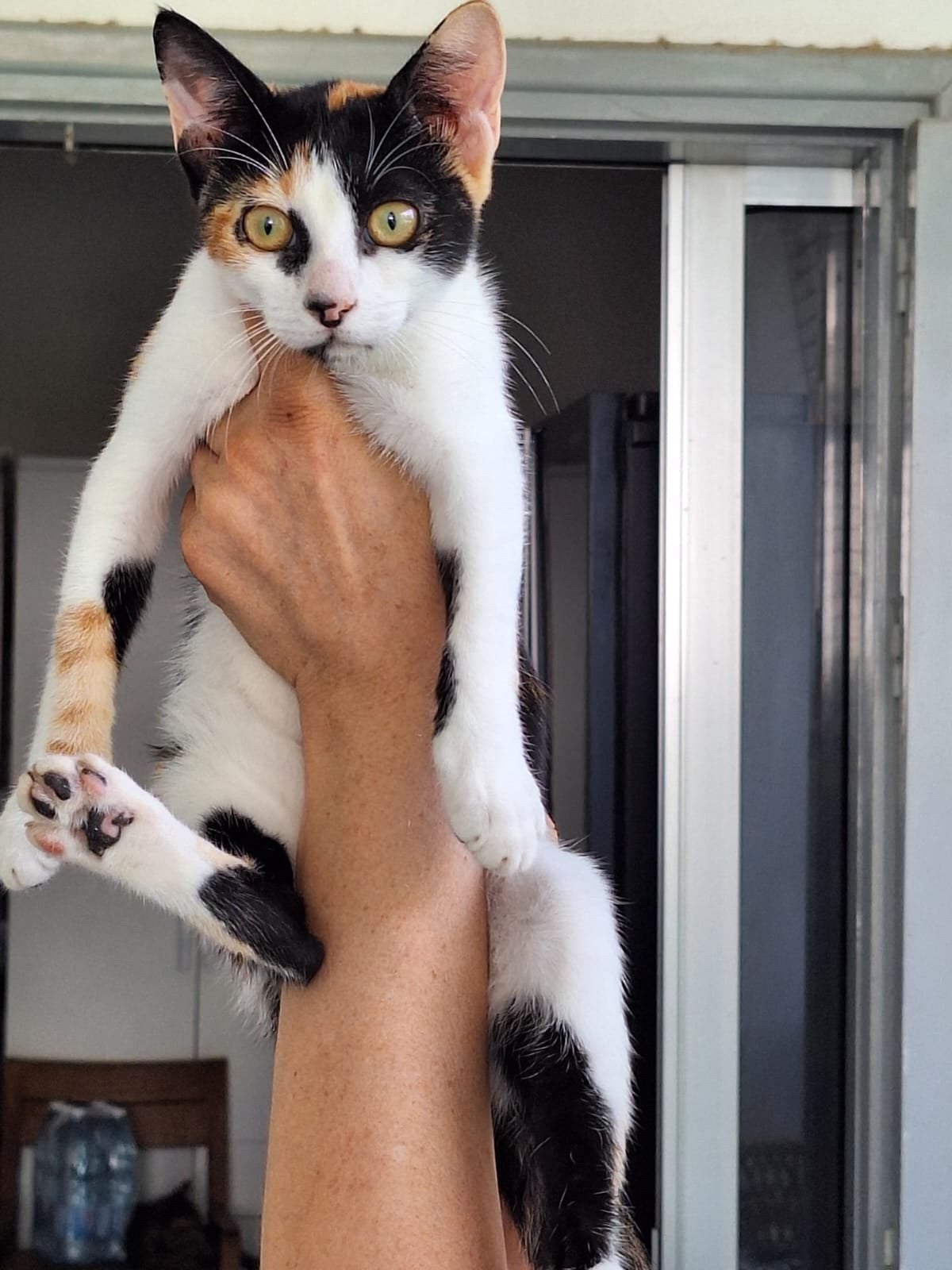Nora 4 halve mnd (nog op Cyprus) zoekt een fijn thuis, Dieren en Toebehoren, Poes