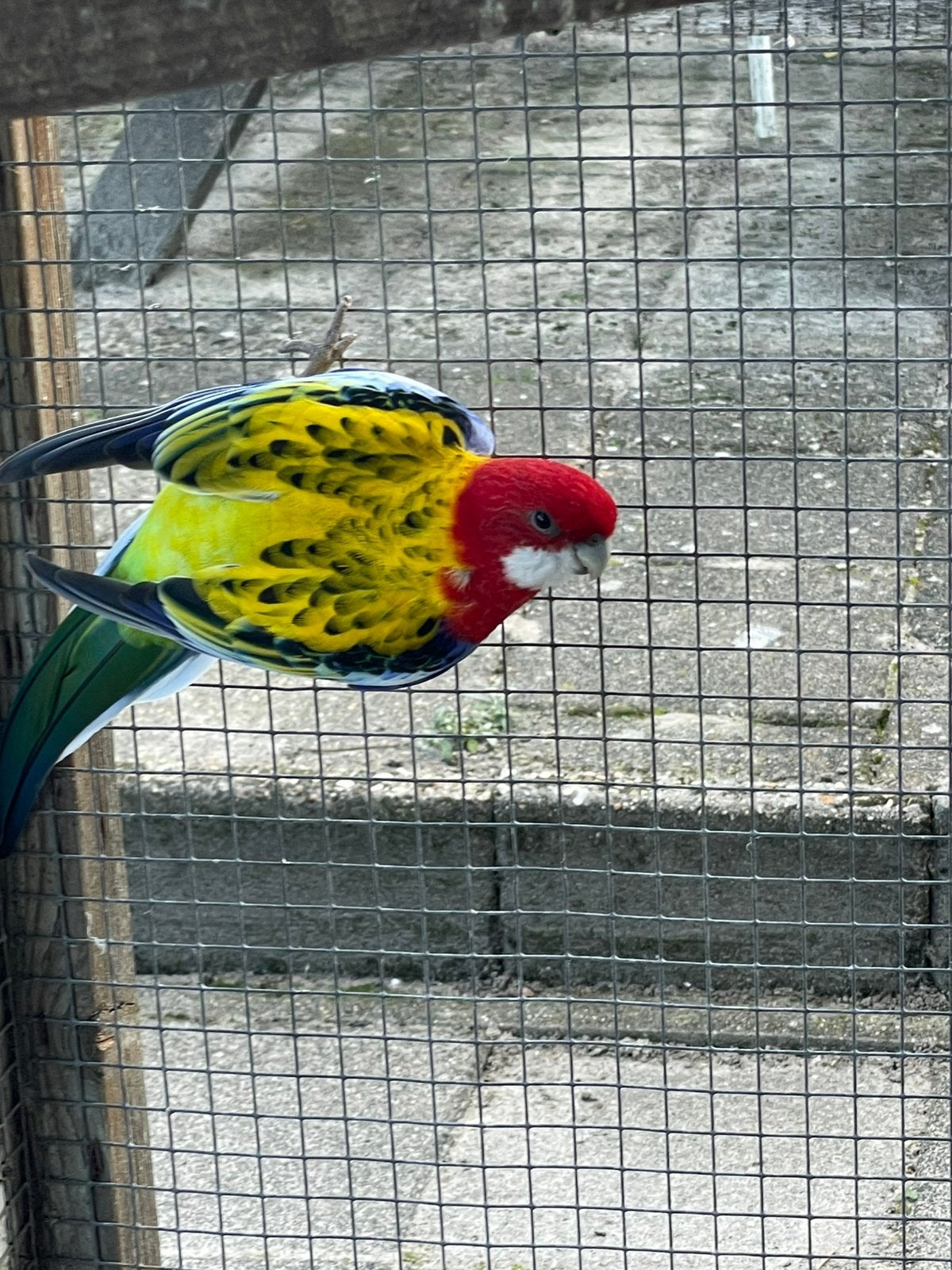Pracht rosella ., Vrouwelijk, Parkiet