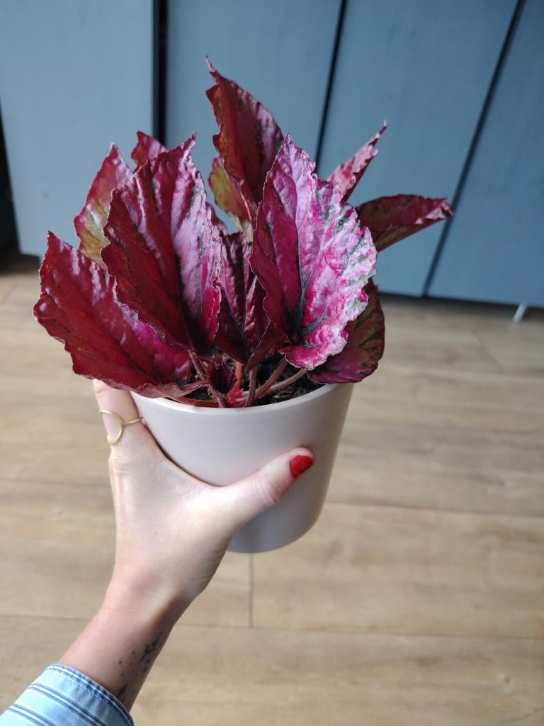 Begonia, Overige soorten, Ophalen of Verzenden, Minder dan 100 cm, Bloeiende kamerplant