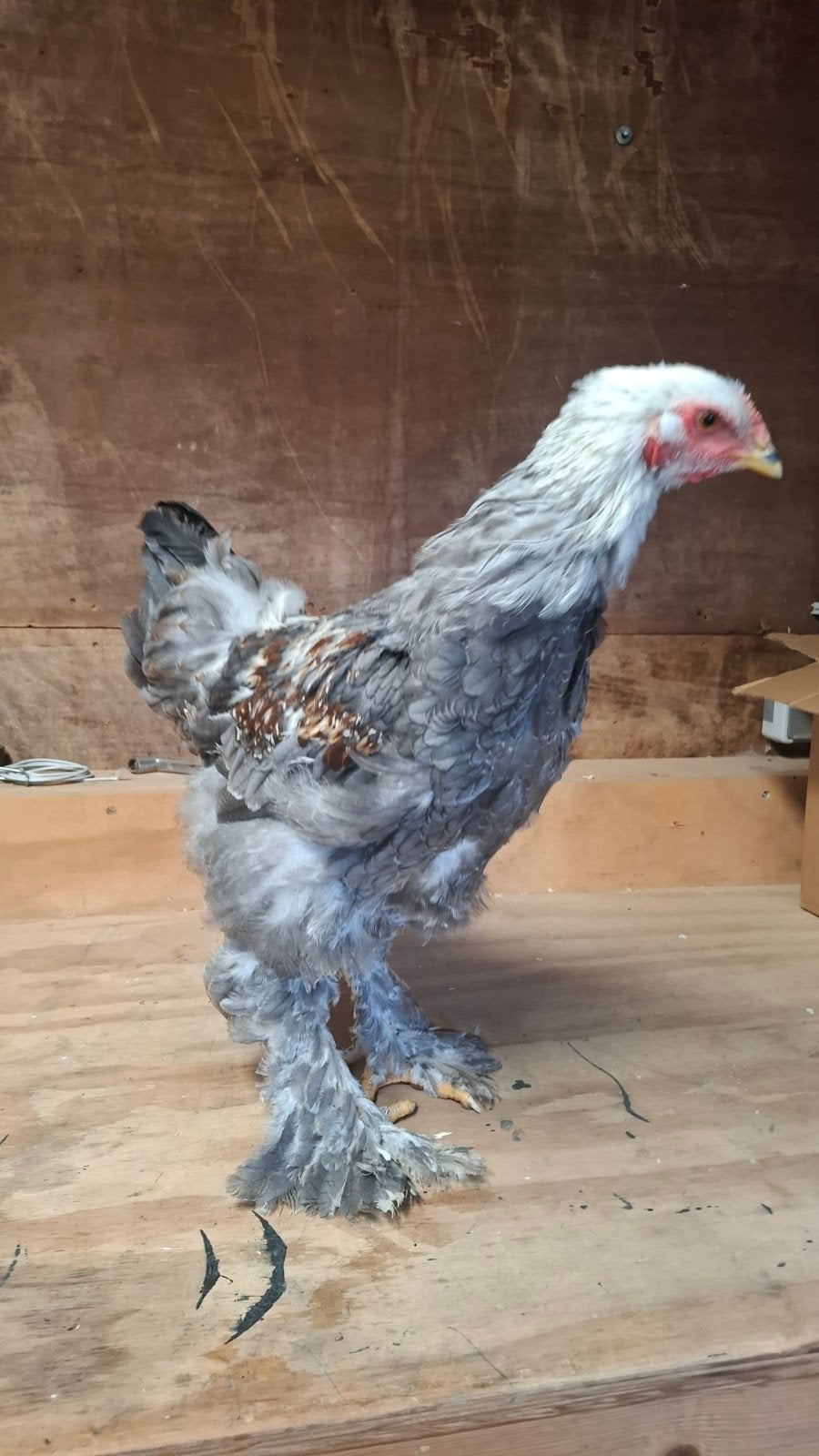 Brahma  zalm blauwe haan graag ruilen!, Dieren en Toebehoren, Pluimvee, Mannelijk, Kip