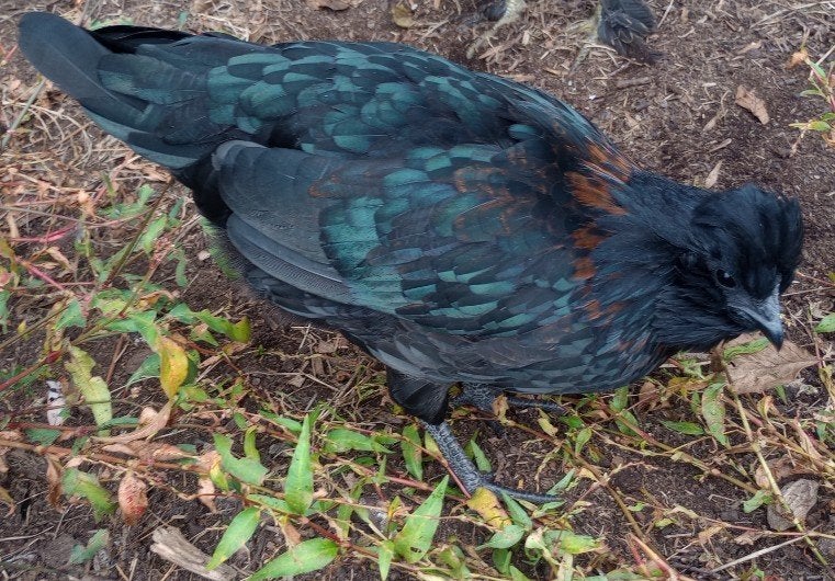 Jonge Ayam Cemani x Baardkuifhoen, Dieren en Toebehoren, Vrouwelijk, Kip